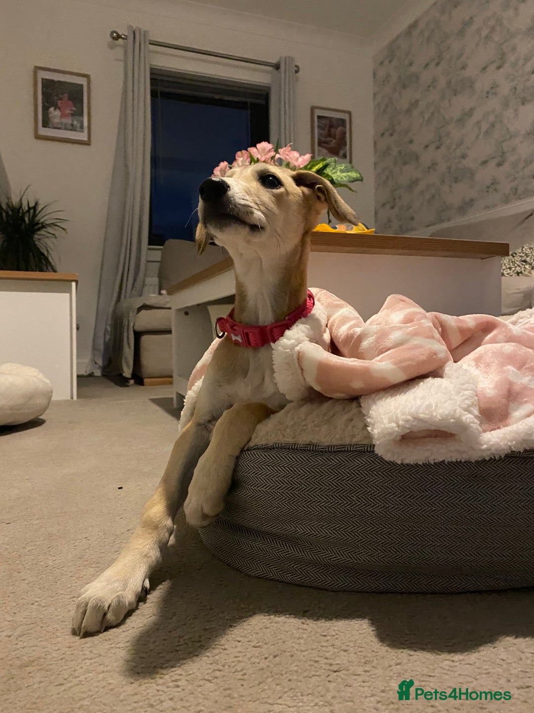 Lurcher dogs for sale: Lurcher girl  - Image 3