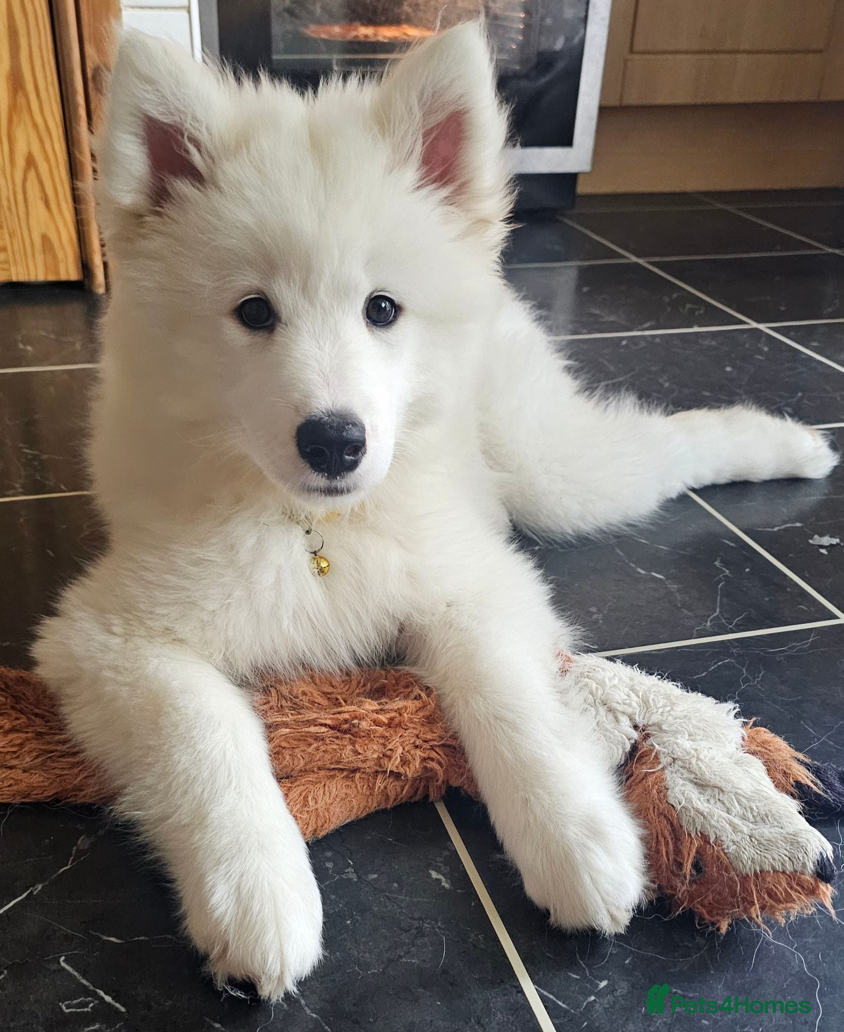 Samoyed dogs 🩷💙Samoyed puppies, 1 girl left 🩷💙 - Advert 2