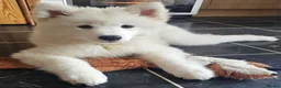 Samoyed dogs for sale: 🩷💙Samoyed puppies, 1 girl left 🩷💙 - Advert 3