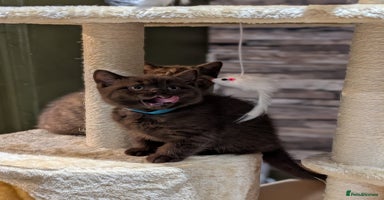 British Shorthair cats - Advert 4