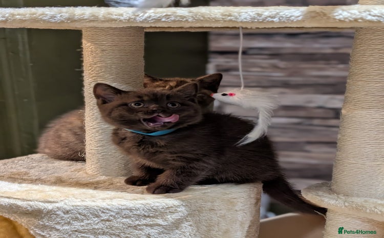 British Shorthair cats - Advert 3