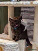 British Shorthair cats - Advert 4