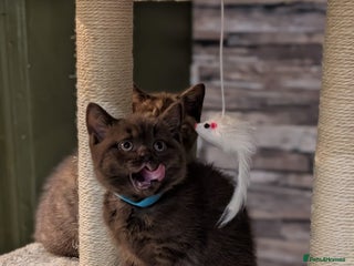 British Shorthair cats - Advert 4