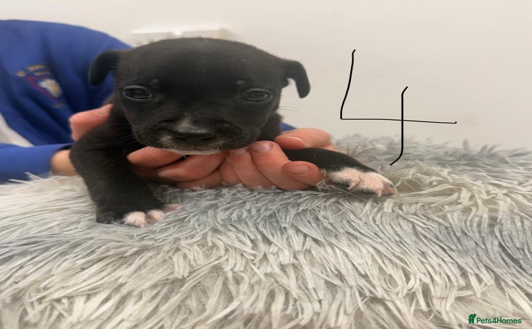 Mixed Breed dogs - Advert 1