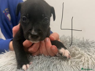 Mixed Breed dogs - Advert 1