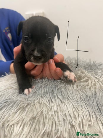 Mixed Breed dogs - Advert 2