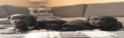 Borador dogs for sale: Borador Puppies - Advert 1