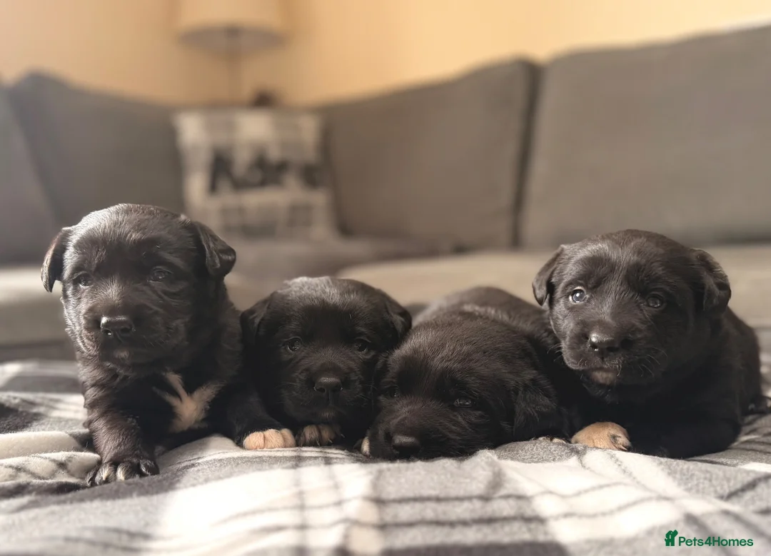 Borador dogs for sale: Borador Puppies - Advert 1