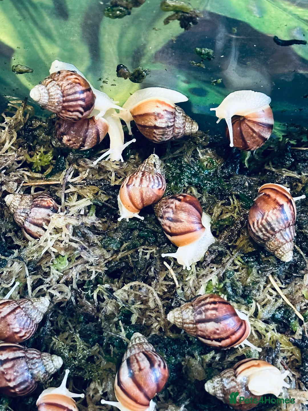 Snails invertebrates for sale: Albino Giant African Land Snails  - Advert 3