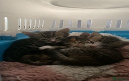 Mixed Breed cats for sale: Kittens for sale  - Image 1
