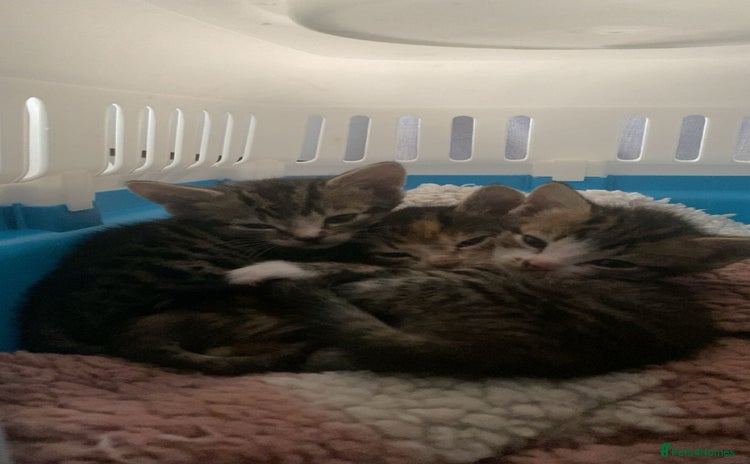 Mixed Breed cats - Advert 5
