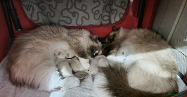 Ragdoll cats - Advert 12