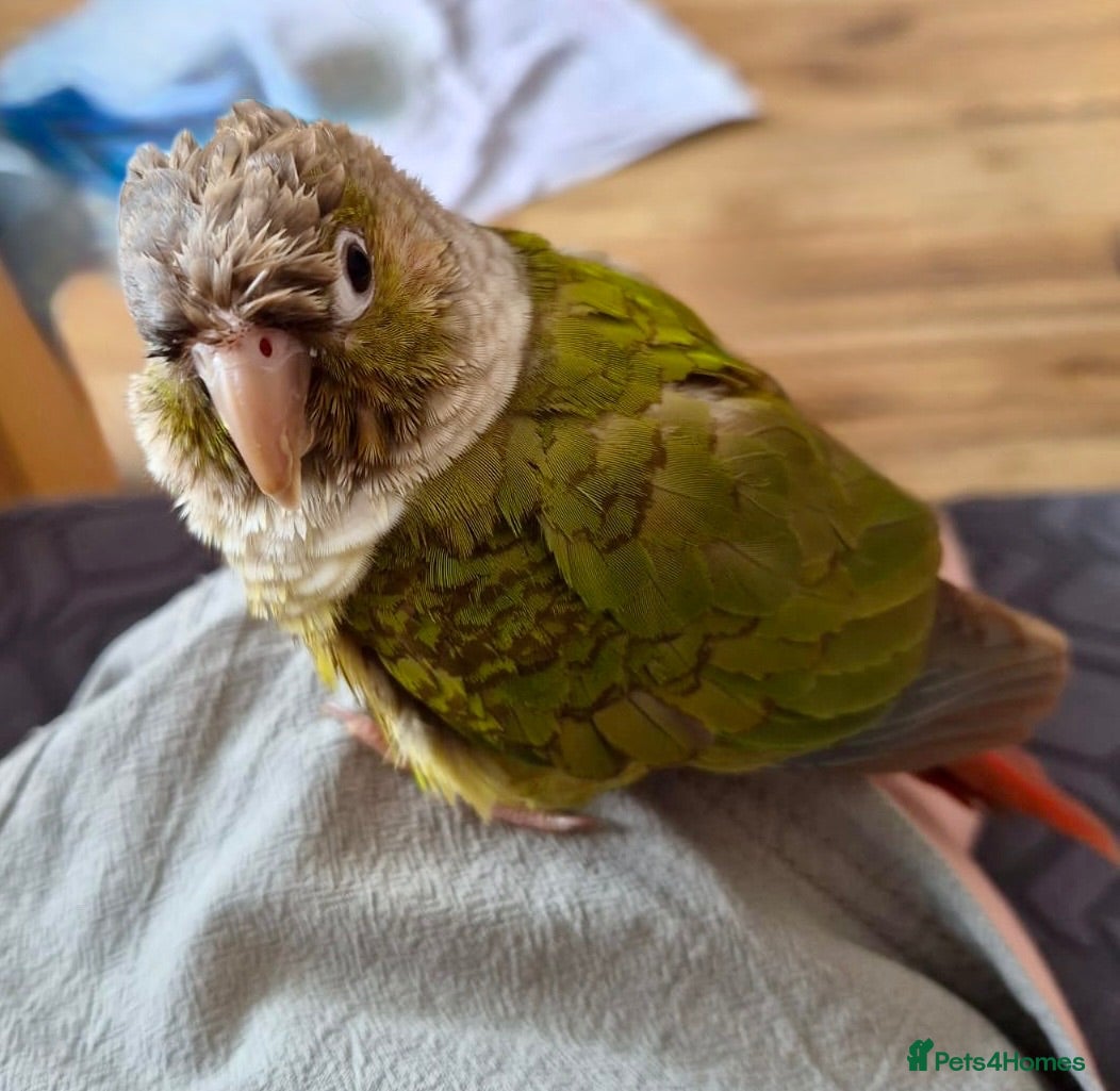 Conures birds Green cheeked conure - Advert 3