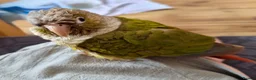 Conures birds for sale: Green cheeked conure - Advert 1