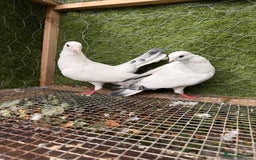 Pigeons birds for sale: Pigeons for sale - Image 20