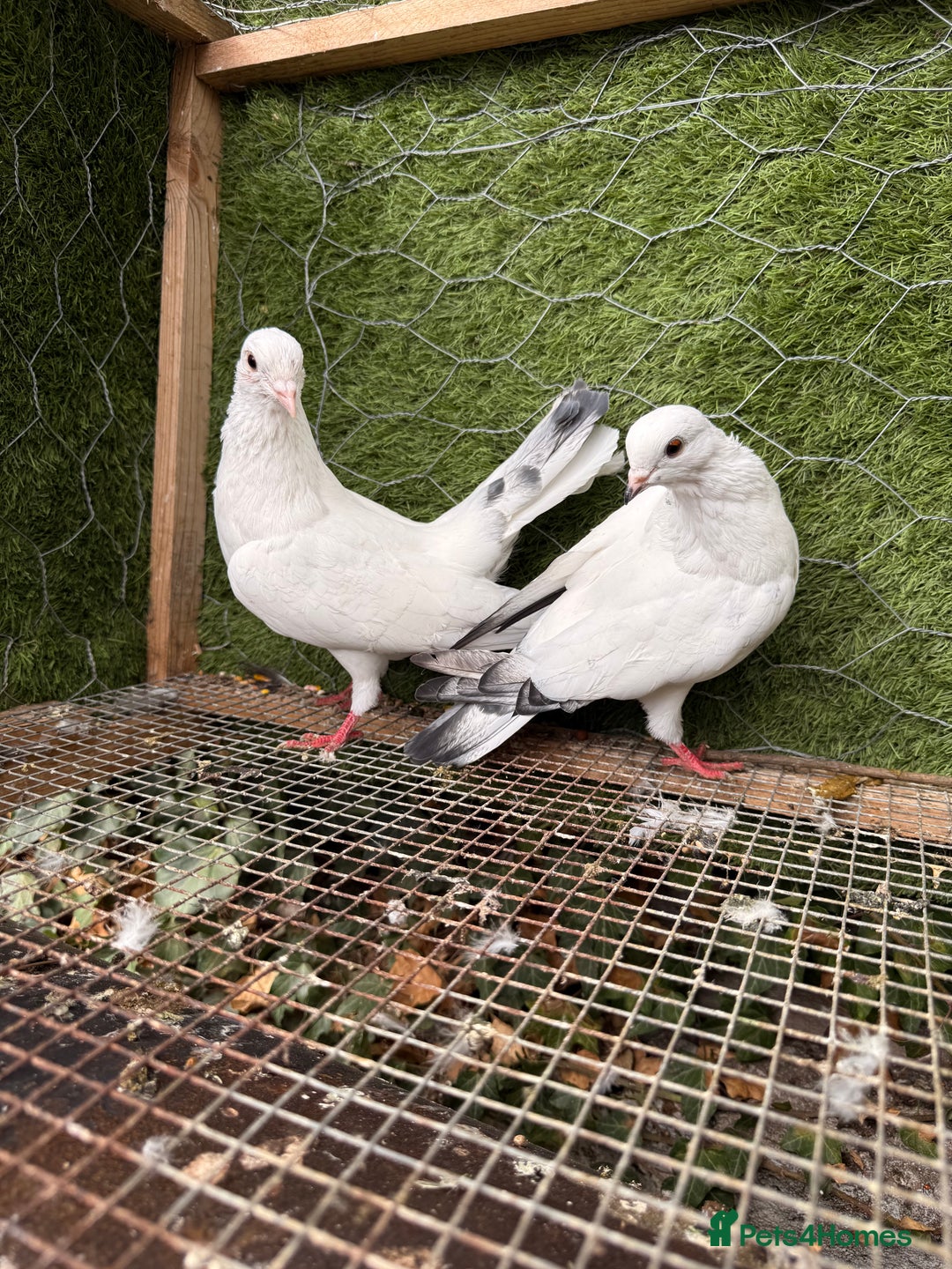Pigeons birds for sale: Pigeons for sale - Image 20