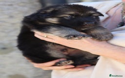 German Shepherd dogs for sale: Adorable GSD pups, straight back line, KC reg - Image 2