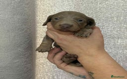 Miniature Dachshund dogs for sale: Miniature dachshunds  - Image 9