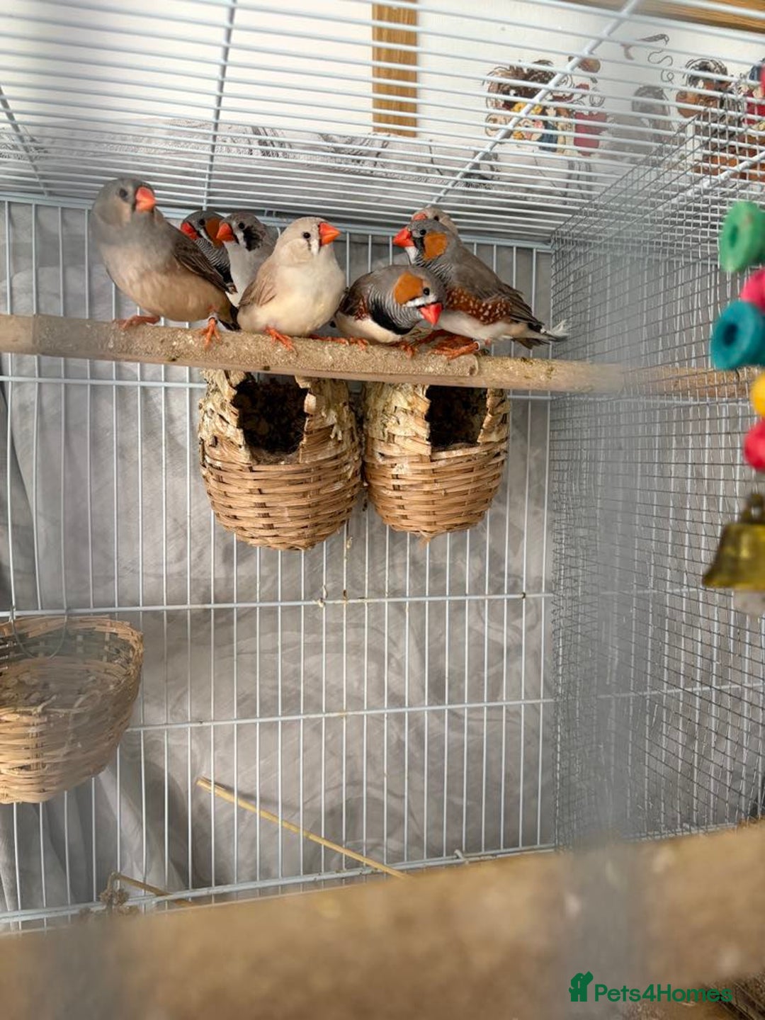 Canaries birds for sale: Bird Cage and Birds - Image 4