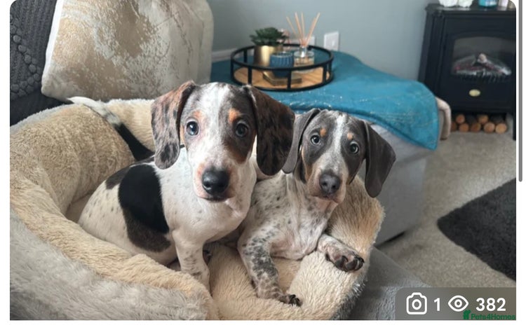 Dachshund dogs - Advert 2