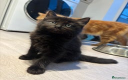 British Longhair cats for sale: Black fluffy kitten - Image 2