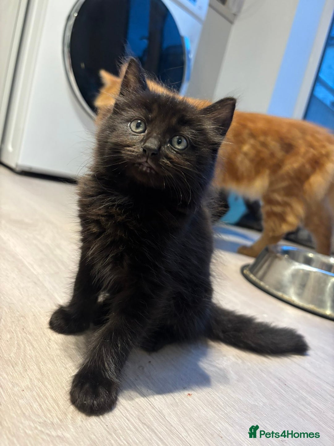 British Longhair cats for sale: Black fluffy kitten - Image 2