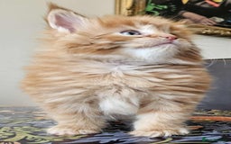 Maine Coon cats for sale: Champion Line Maine Coons –Rare, Fluffy, Gorgeous! - Image 16
