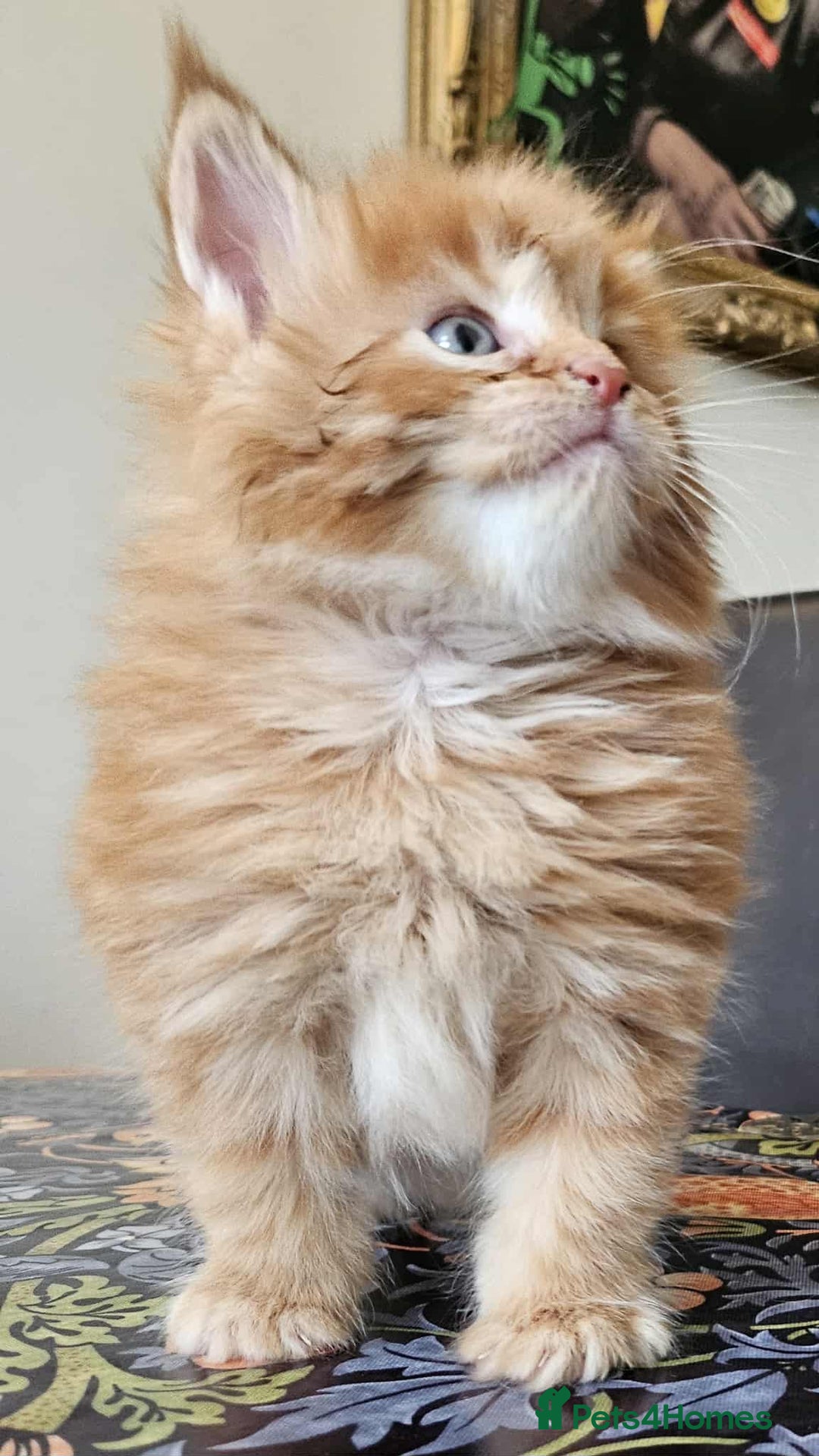 Maine Coon cats for sale: Champion Line Maine Coons –Rare, Fluffy, Gorgeous! - Image 16