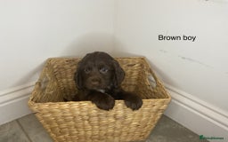 Cocker Spaniel dogs for sale: Hereditary clear working cocker spaniels - Image 5