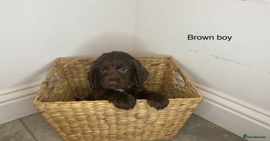 Cocker Spaniel dogs - Advert 1