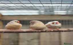 Conures birds for sale: Zebra finch mutations  - Image 3