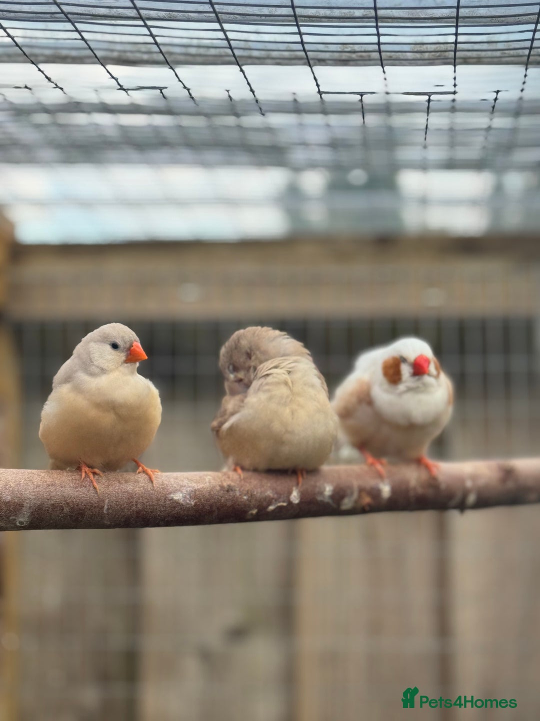 Conures birds for sale: Zebra finch mutations  - Image 3