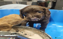 Cockapoo dogs for sale: Gorgeous F2 Cockapoo Puppies Available  - Image 5