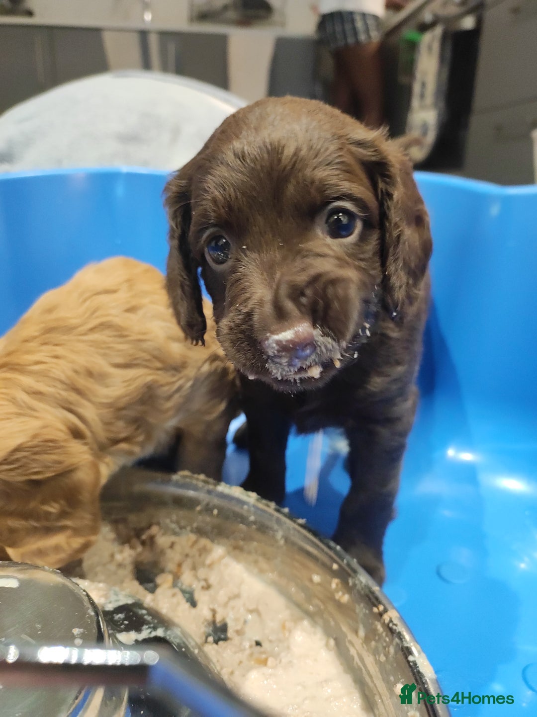Cockapoo dogs for sale: Gorgeous F2 Cockapoo Puppies Available  - Image 5