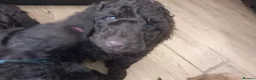 Cockapoo dogs for sale: Last stunning f2b Chocolate cockapoo boy - Advert 6