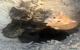 Mixed Breed cats for sale: Mixed breed kittens for sale  - Image 11
