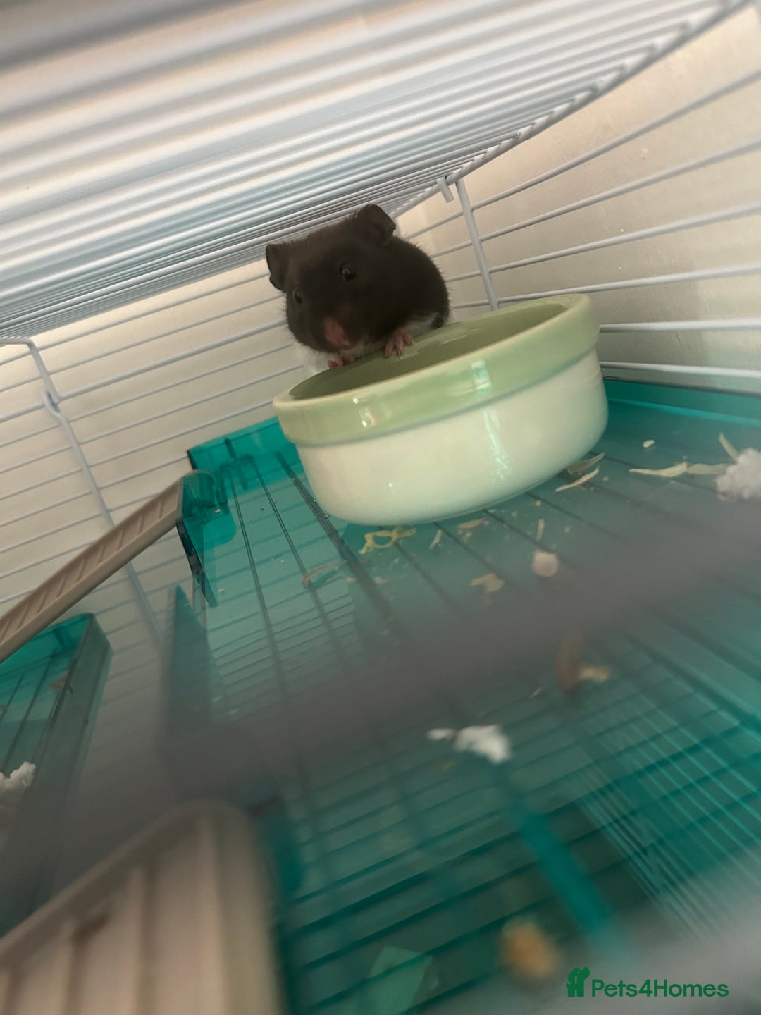 Hamster rodents for sale: Male Syrian hamster - Image 4