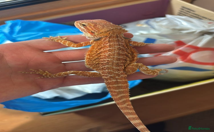 Bearded Dragon reptiles - Advert 10