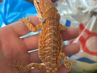 Bearded Dragon reptiles 🔥Last clutch🔥 Baby bearded dragons 🔥2 Left 🔥 - Advert 5