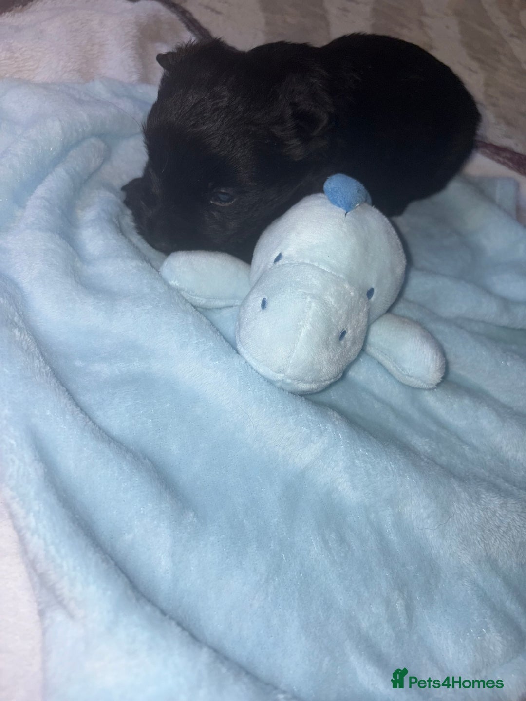 Scottish Terrier dogs for sale: Beautiful Scottish terrier puppy  - Advert 10