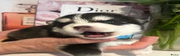 Pomsky dogs for sale: Pomsky Puppy F4 - Advert 17