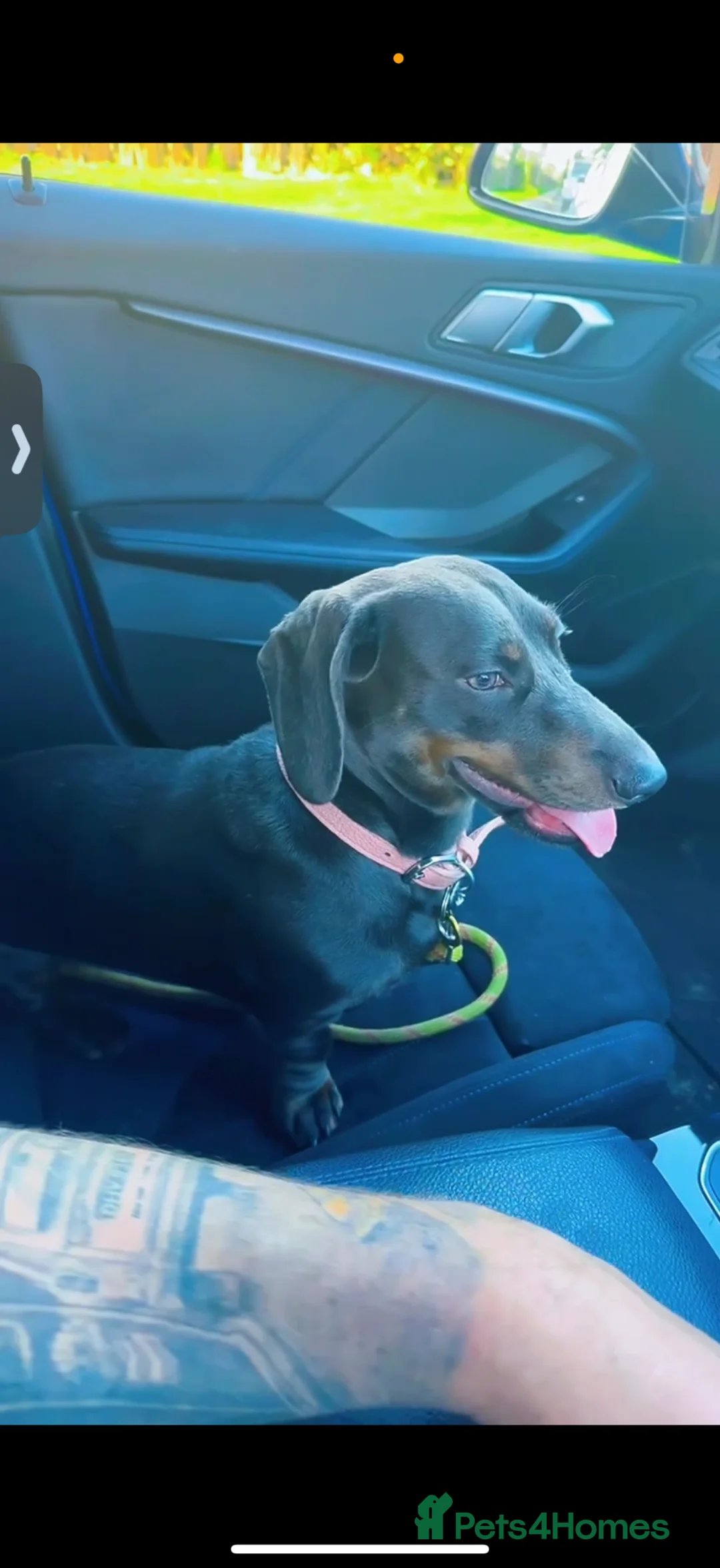 Dachshund dogs for sale: 12 months old sausage dog - Advert 7