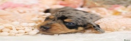 Miniature Dachshund dogs for sale: KC Miniature Dachshund Puppies - Advert 13