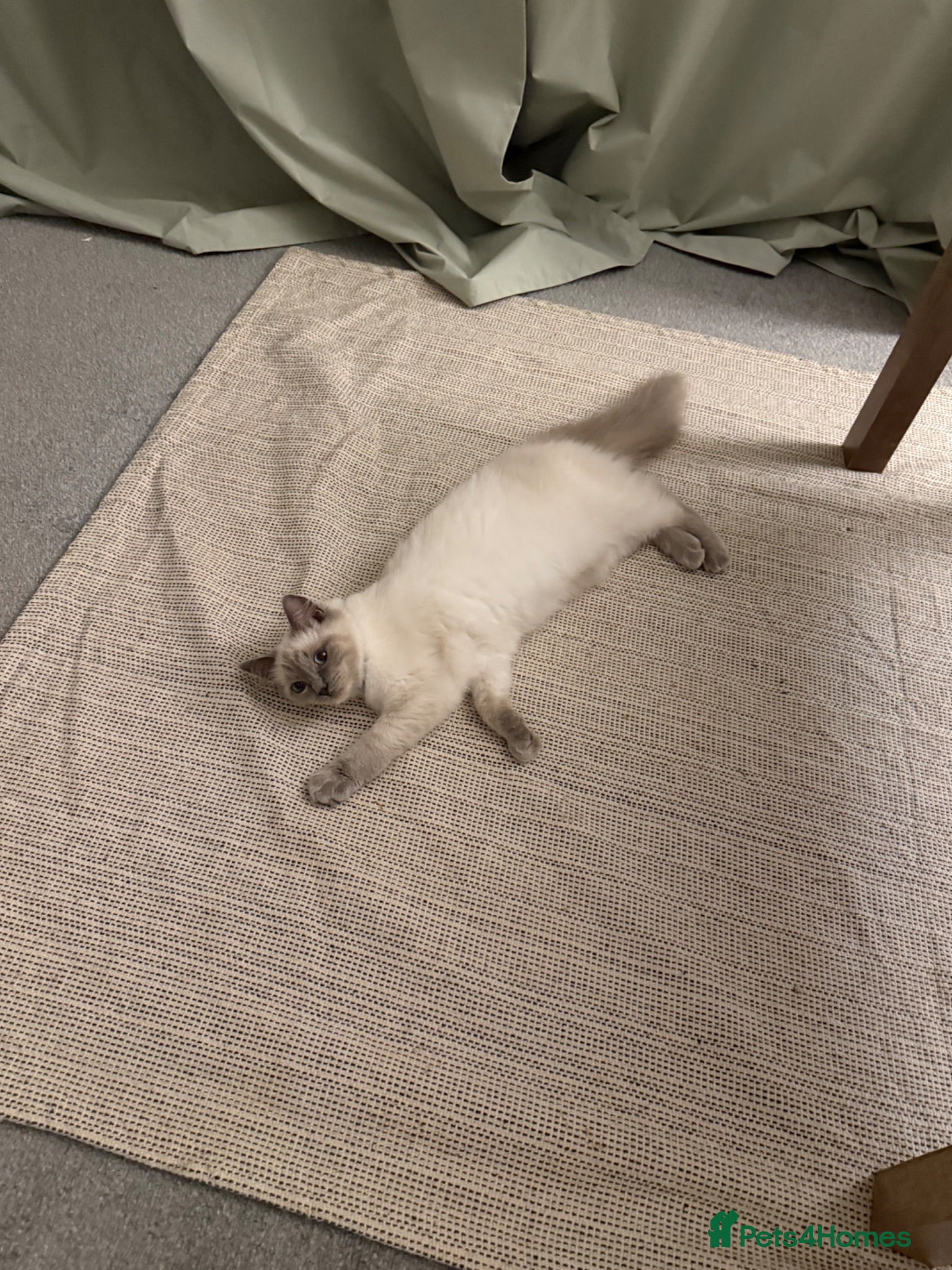 Ragdoll cats GCCF Active Registered Ragdoll Queen – Dolly - Advert 12