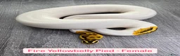 Python Snake reptiles for sale: Female Combo Pied Ball Pythons - Ready Now  - Advert 4