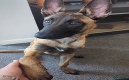 Belgian Shepherd Dog dogs for sale: Rehoming  - Image 10