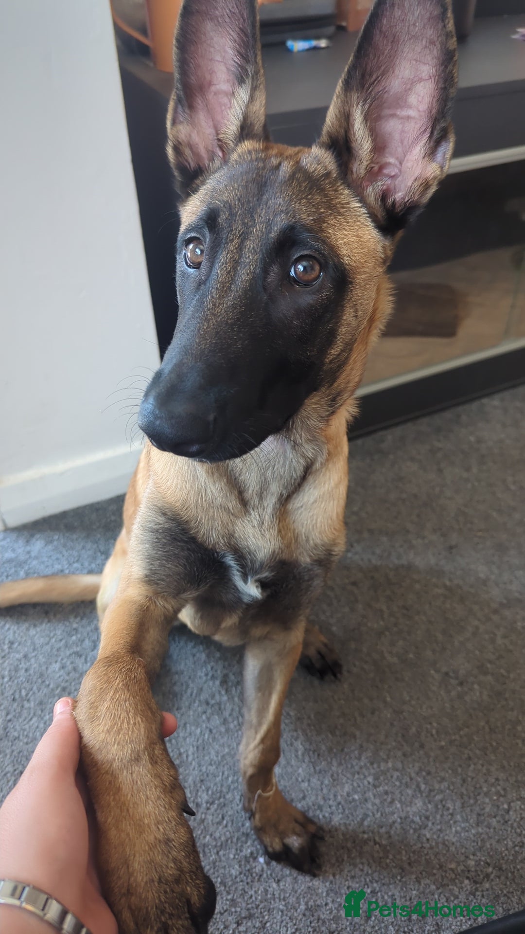 Belgian Shepherd Dog dogs for sale: Rehoming  - Image 10