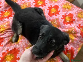 Mixed Breed dogs 🐾🌸 LIA – The Railway Miracle Baby 🌸🐾 - Advert 3