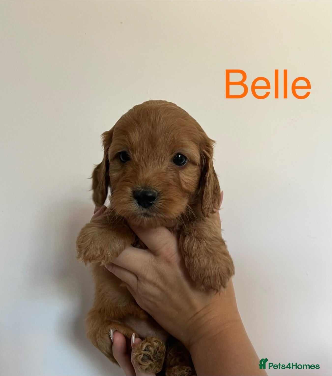 Cockapoo dogs Beautiful Toy cockapoos ready to leave Friday !  - Advert 2