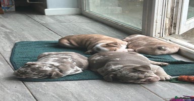 English Bulldog dogs - Advert 4